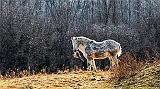 Ol' Frosty Breath_P1000975.88